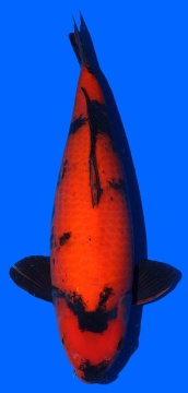 Hi Utsuri Shinoda 53cm Sansai Female VHQ 