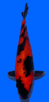 Hi Utsuri  Genjiro 28cm Nisai HQ 