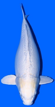 Doitsu Platina Dainichi 60cm Sansai Female 