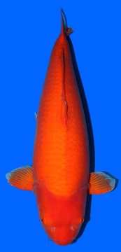Super Mango Sakai FF Hiroshima 90cm 6J Female VHQ 