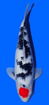 Tancho Sanke Sakai FF 42cm 16Mon Female VHQ-VERKAUFT! 