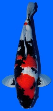 Showa Dainichi 63cm Sansai Male Mona Lisa SHQ 