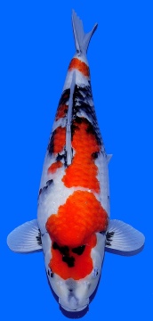 Showa Dainichi Toyota 54cm Nisai Female VHQ 