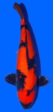Hi Utsuri Shinoda 54cm Sansai Female SHQ 
