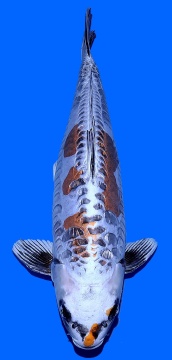 Bigscale Igarashi 51cm Nisai Female High Quality 