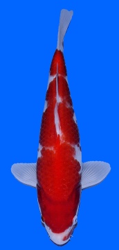 Kohaku Genjiro 32cm  Nisai HQ 