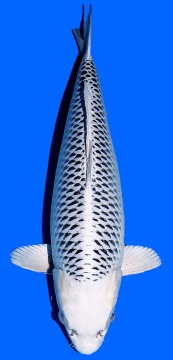 Gin Matsuba Omosako 56cm Nisai Female VHQ - VERKAUFT! 