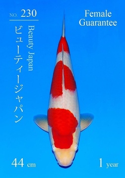 Kohaku Sakai FF 44cm Female 1J Sakai Cup 
