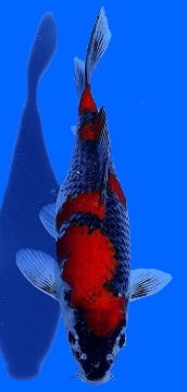 Goshiki Aoki 20cm Nisai Female 