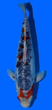 Bigscale Toshinobu Igarashi 44cm 16 Monate VHQ 