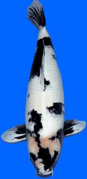 Shiro Utsuri Omosako 68cm Yonsai Female 