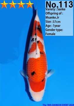Sanke Dainichi 37cm Tosai Female VHQ 