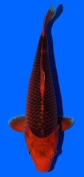 Aka Matsuba Hosokai 40cm 1 Jahr 3 Monate Female HQ 