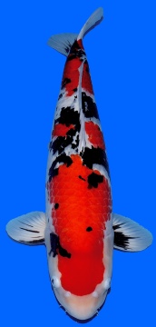 Sanke Masai 76cm Geb 2021 Female VHQ 