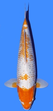 Golden Corn Taniguchi 48cm Nisai Female 