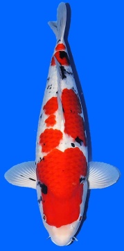 Sanke Sakai Ltd 59cm Nisai Female VHQ 