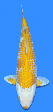 Yellow Corn Taniguchi 50cm Nisai Female HQ - VERKAUFT! 