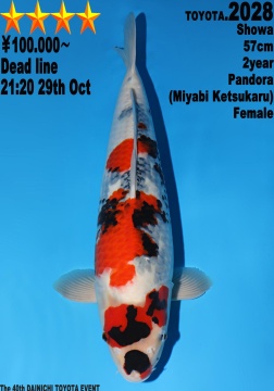 Showa Dainichi Toyota 57cm Nisai Female 