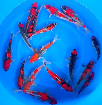 Kawakami HQ Goshiki Tosai 25-28cm High Quality Stck ab 249.- 