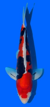 Doitsu Sanke Aoki 36cm Nisai VHQ 