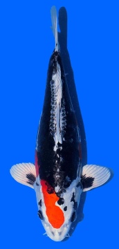 Benikikokuryu Aoki 37cm Nisai Female VHQ 