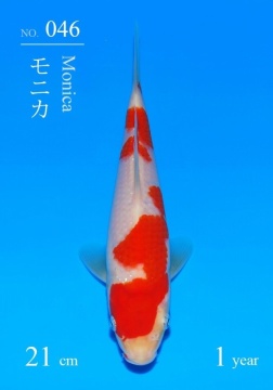 Kohaku Sakai FF Tategoi 21cm 5 Mon VHQ incl Mudpond 2027 