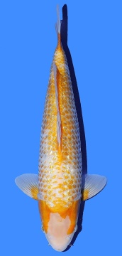 Golden Corn Taniguchi 45cm Nisai Female HQ 