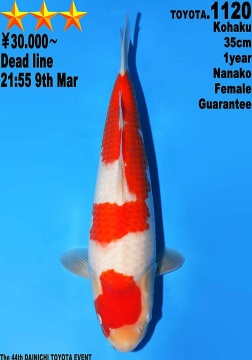 Kohaku Dainichi Toyota 35cm Tosai Female VHQ 