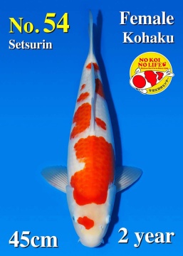 Kohaku Matsue 45cm Nisai Female VHQ 