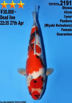 Showa Dainichi Toyota 43cm Tosai Female VHQ 