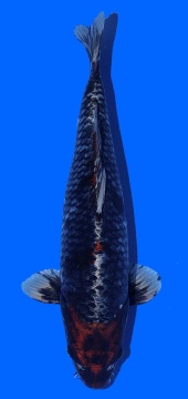 Metalic Ochiba Toshinobu Igarashi 42cm 16 Monate HQ 
