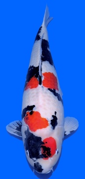 Kindai Showa Takigawa 73cm Yonsai Female SHQ 