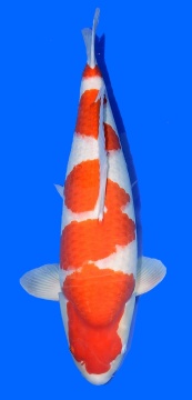 Kohaku Sakai Ltd 71cm Sansai Female VHQ 