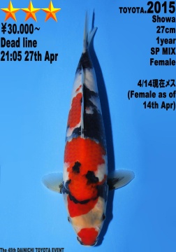 Showa Dainichi Toyota 26cm Tosai Female VHQ 
