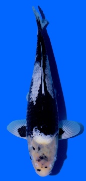 Matsukawabake Aoki 37cm Nisai HQ 