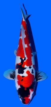 Doitsu Showa Shinoda 50cm Sansai Female SHQ 