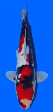 Doitsu Showa Kawakami 37cm 16 Monate VHQ 