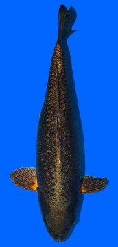 Kawari Momotaro 50cm Nisai Female HQ 