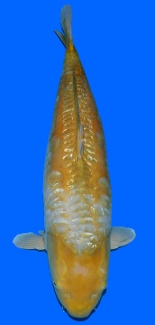 Ginrin Bigscale Oyama 80cm Female VHQ 