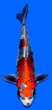 Ginga Aoki 35cm Nisai Female HQ - VERKAUFT! 