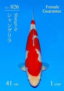 Kohaku Sakai FF 41cm Tosai Female SHQ 