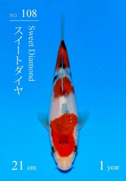 Sanke Sakai FF Tategoi 21cm 5 Mon VHQ incl Mudpond 2027 