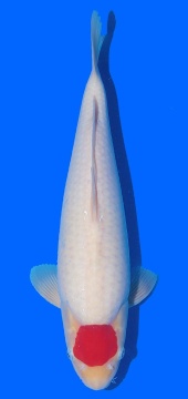 Tancho Kohaku Sakai FF 40cm 16Mon VHQ 