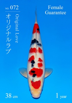 Sanke Sakai FF 38cm Tosai Female VHQ incl Mudpond 