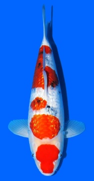 Ginrin Sanke Matsue 40cm Nisai Female VHQ 