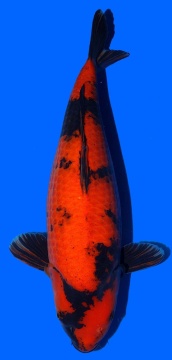 Hi Utsuri Shinoda 57cm Sansai Female VHQ 