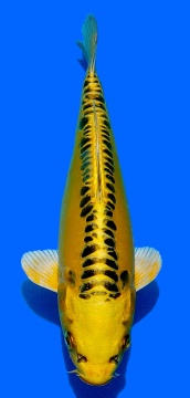 Big Scale Aoki 27cm Nisai SHQ-VERKAUFT! 