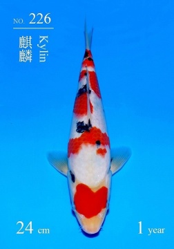 Sanke Sakai FF 24cm Tosai VHQ 