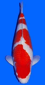 Kohaku Sakai FF 68cm Sansai Female VHQ- 