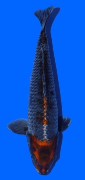 Metalic Ochiba Toshinobu Igarashi 45cm 16 Monate VHQ 